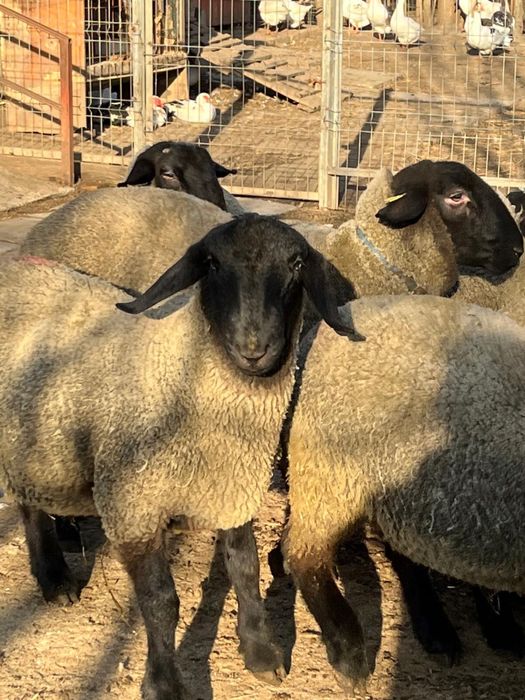 Oi, Miei si Berbeci Suffolk
