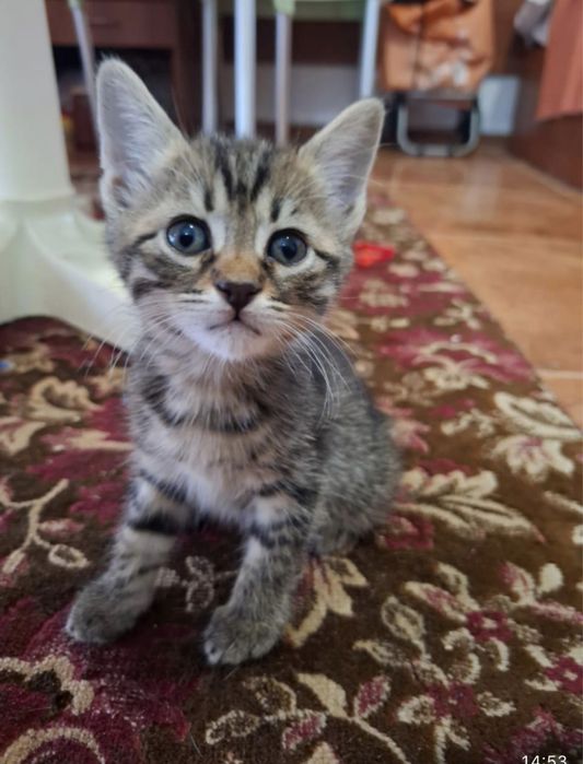 Отдаем очаровательных котят
