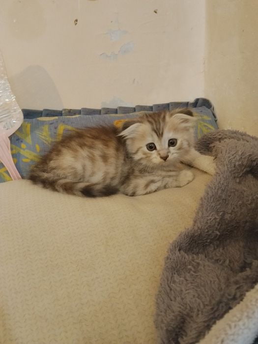 Вислоухие котята.