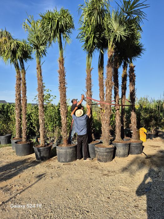 Tuia  leilandi chipaross