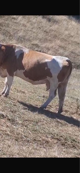 Vaca de abator de vanzare
