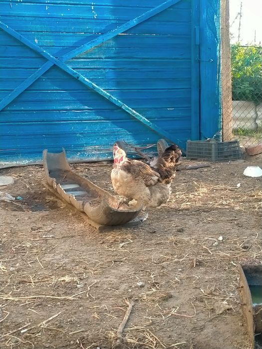 Продам домашних курей и петухов