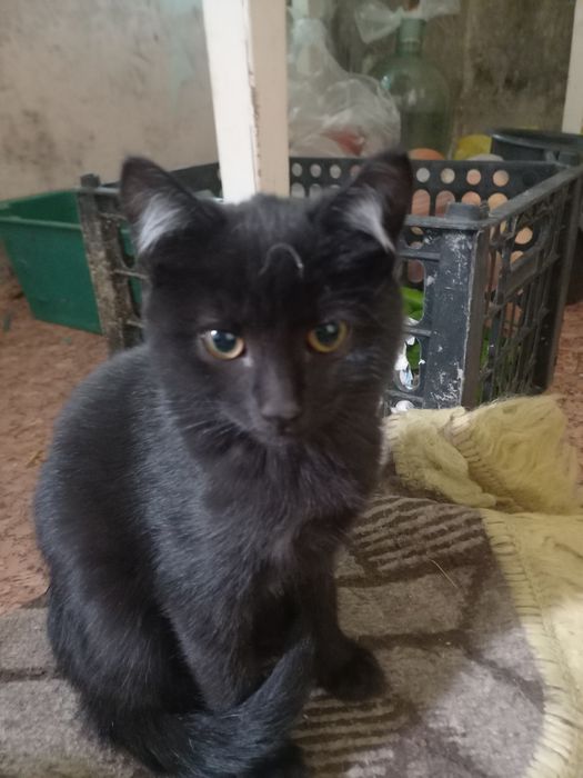 Отдам котят в добрые руки