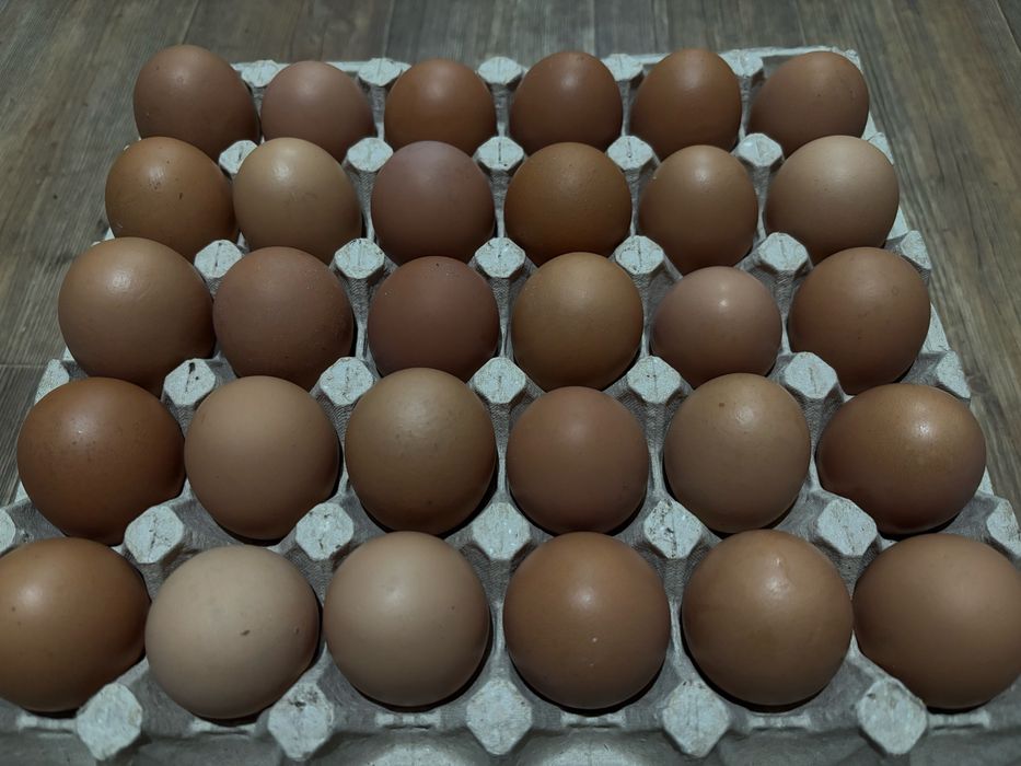 Яйца домашние продам