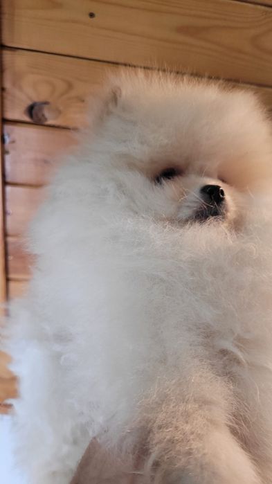 Pomeranian fetiță vis