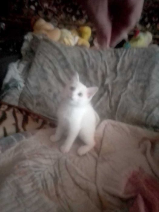 белый пушистый катенок