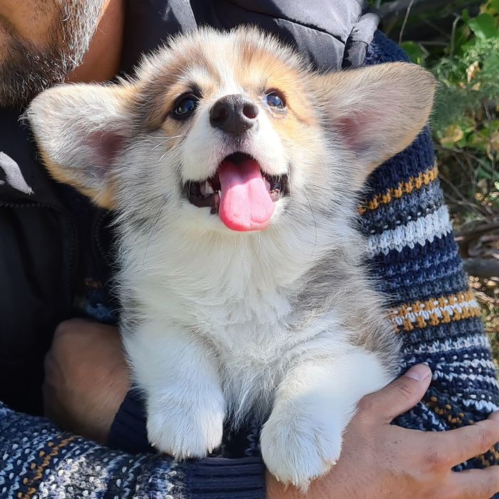 Продам щенков вельш корги пемброк.