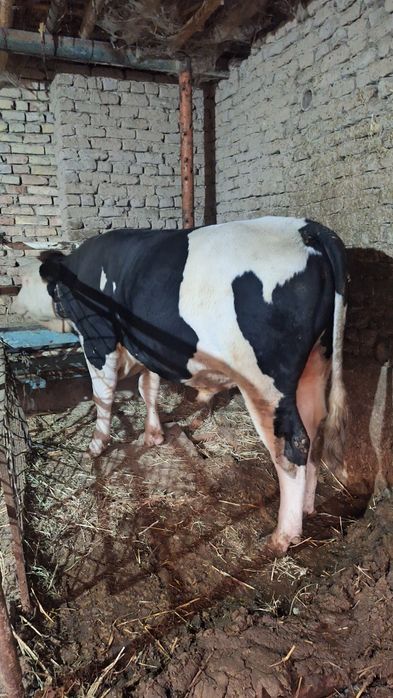 Ogiz satiladi. Baxasi 55mln