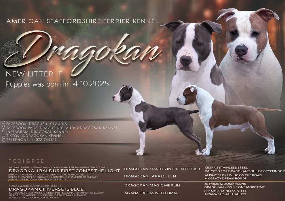 Amstaff rasă pură cu pedigree