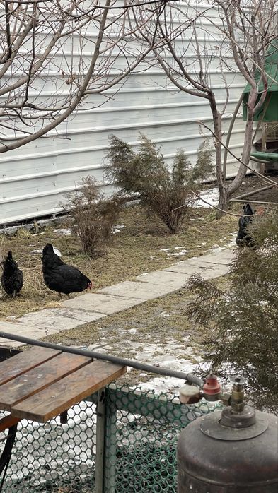 Продам курей хорошие черные