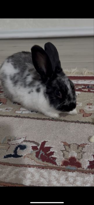 Декоративный кролик