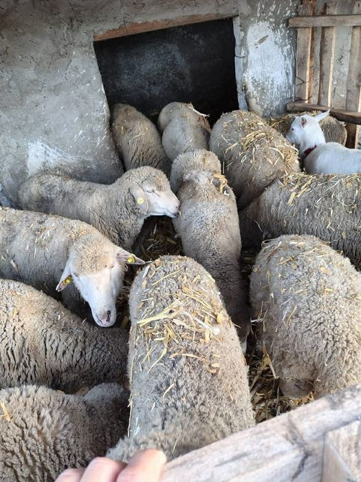 Vând 9 oi gestante și 2 capre