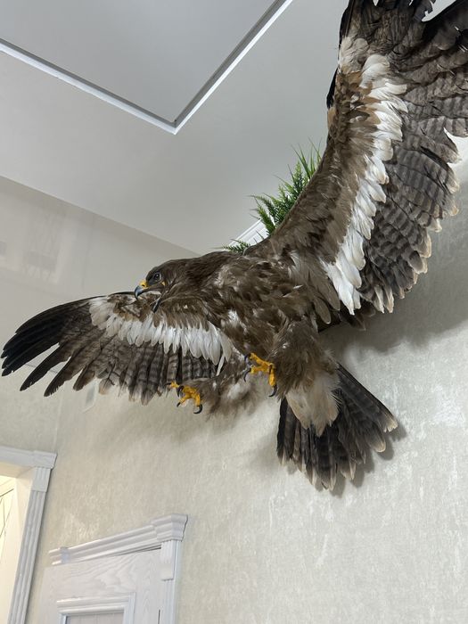 Бүркіт 50️⃣0️⃣0️⃣0️⃣0️⃣тг.