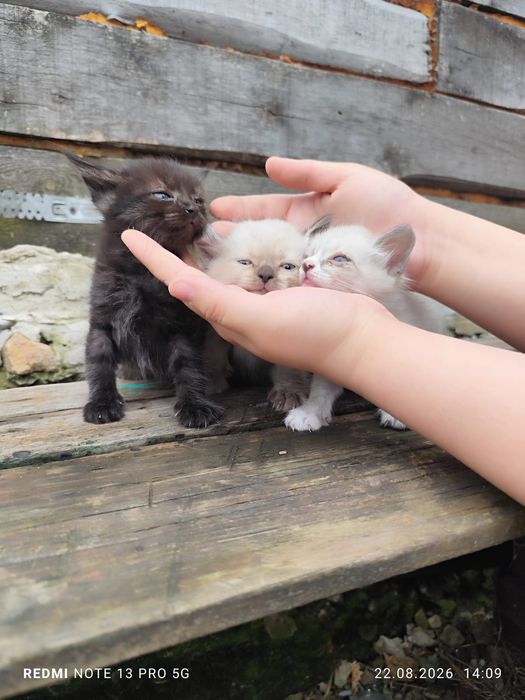 Котята мышеловы отдам