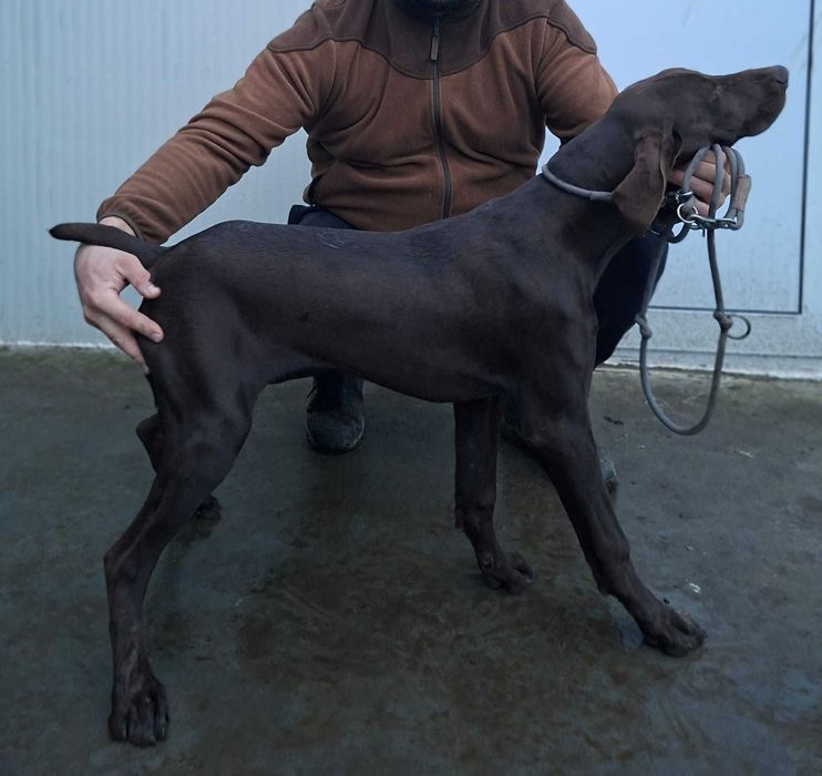 Мъжки кученца курцхаар на 6 месеца