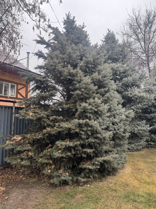 Зеленые ели продам