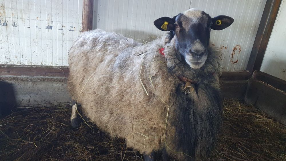 Berbec ROMANOV cu certificat