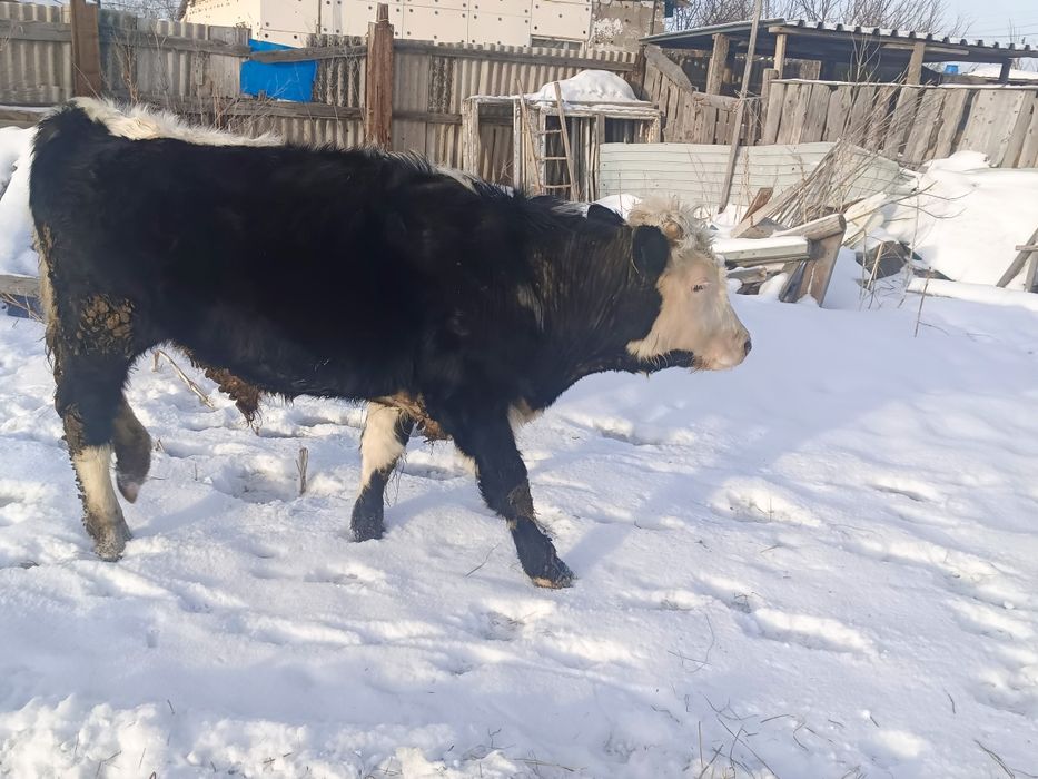 Продам корову и бычка на мясо