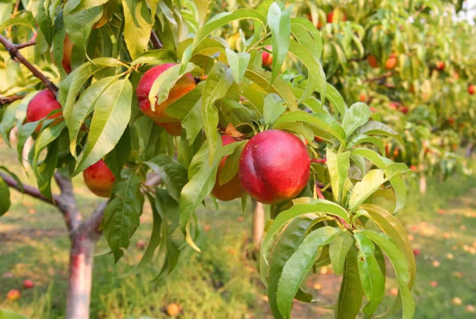 Нектарин персик фото Нектарин персик фото