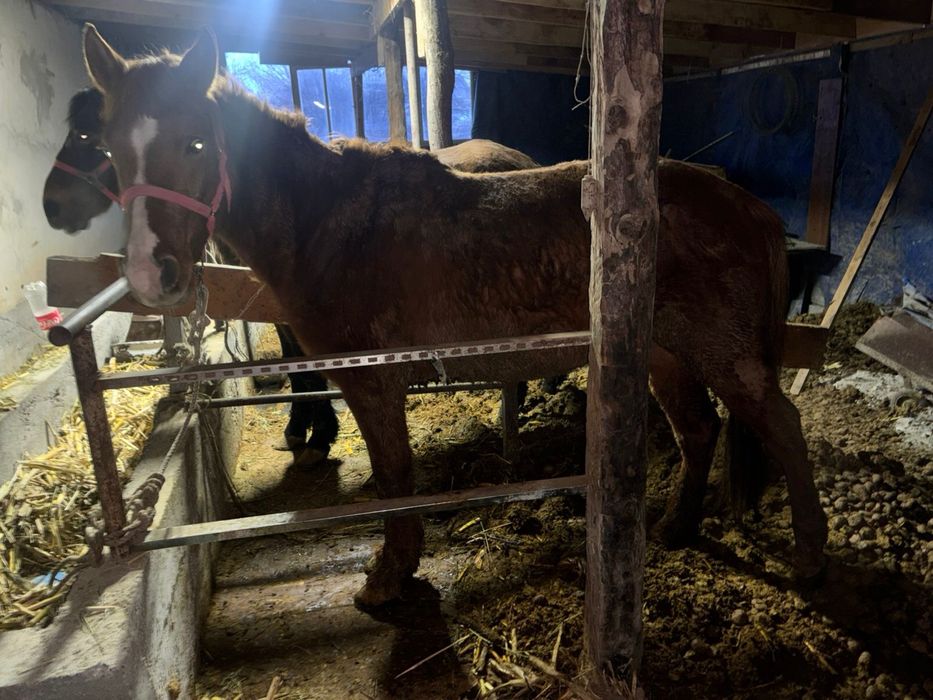 6 жасар пішпе ат