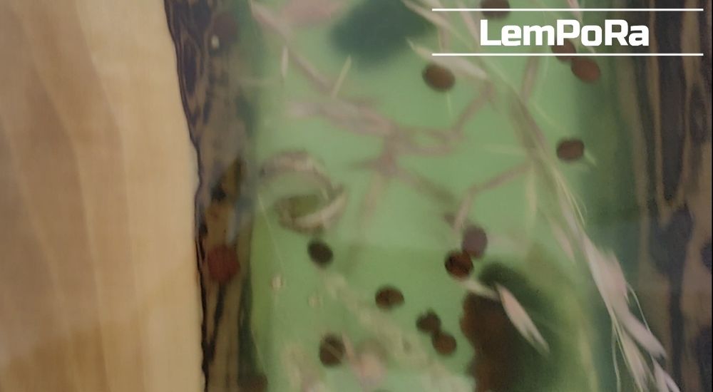 Măsuță de cafea UNICAT