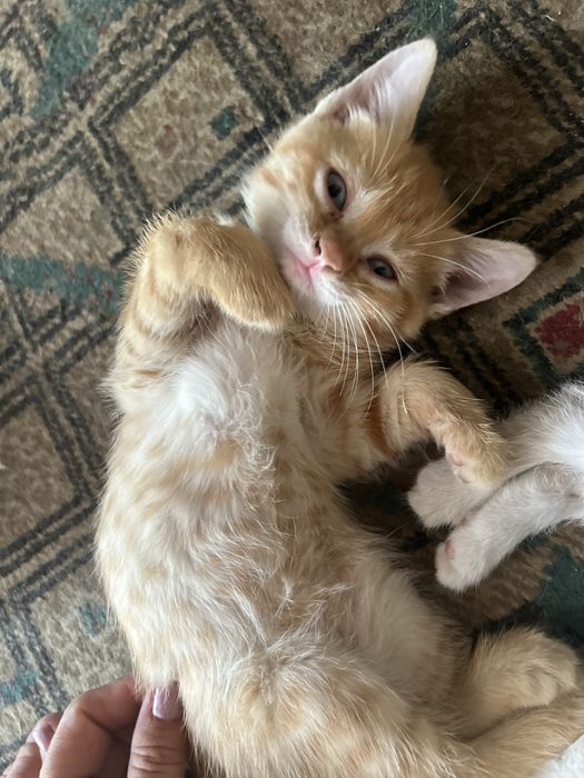 Котята в доьрые руки !!!