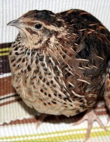 Бедана Хурозлари