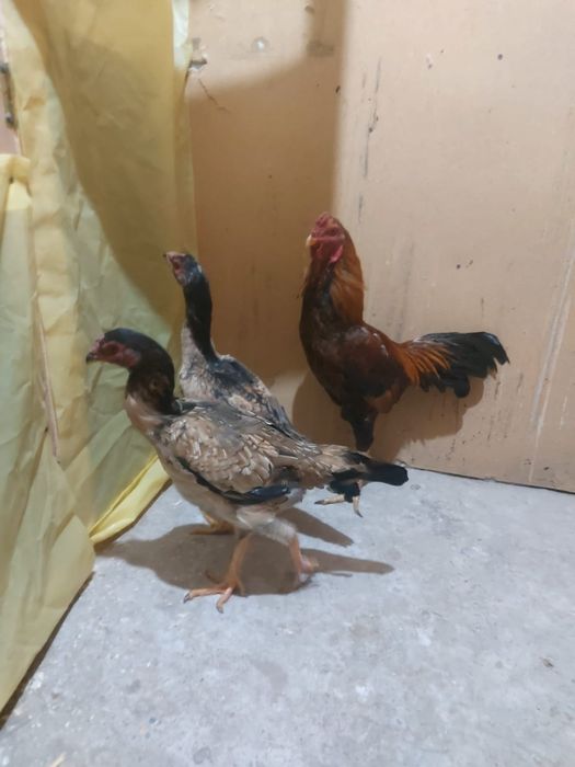 Дакан тауықтар атеш сатылады