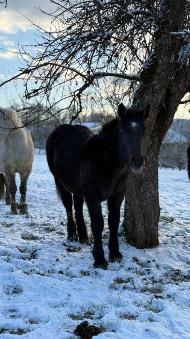 Vând cai/iepe/mânz