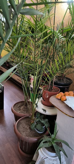 Пальмы взрослые большие