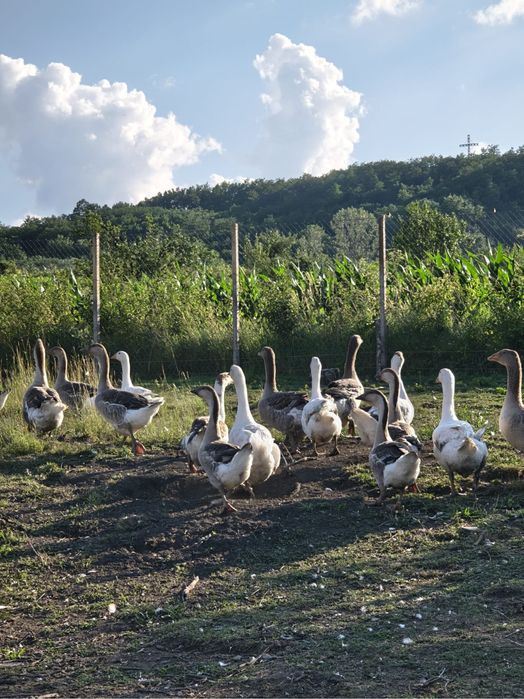 Gâște de vânzare