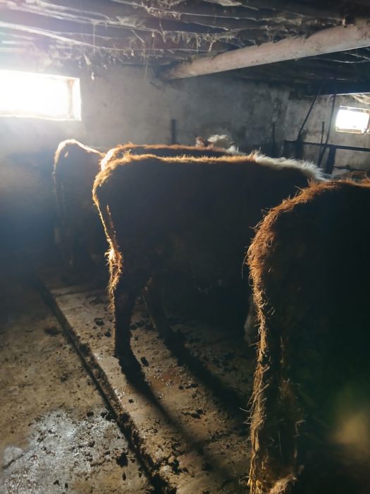 Бұқа сатылады 14 бас