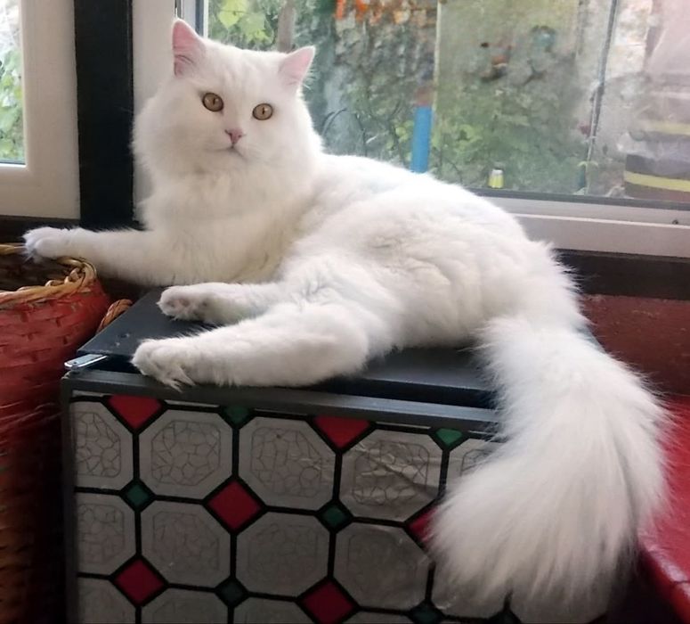 Турски ангорски котета