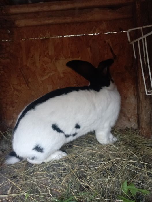 Vând urgent iepuri Fluture German