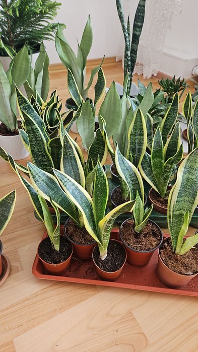 Комнатные цветы в большом ассортименте