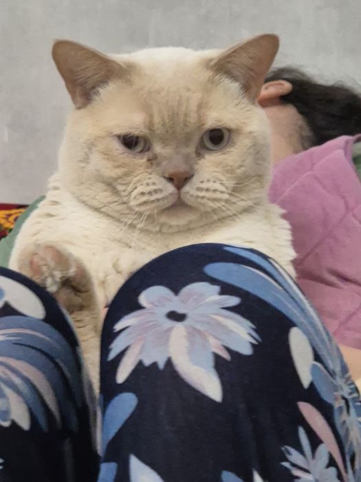 Отдам бесплатно кот