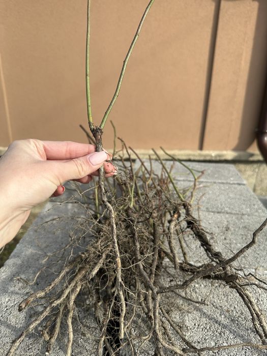 Разсад шипки