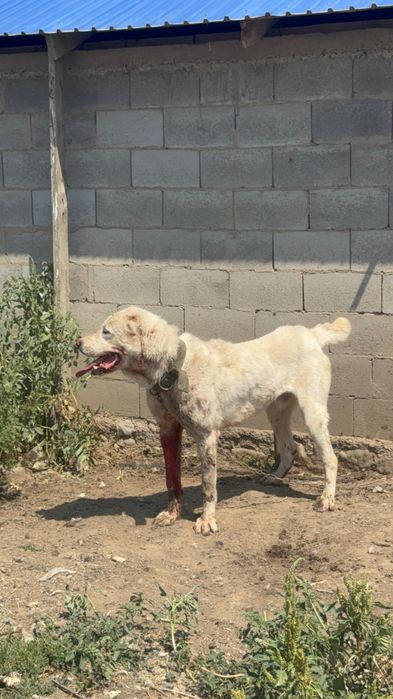 Алабай еркек сатылады