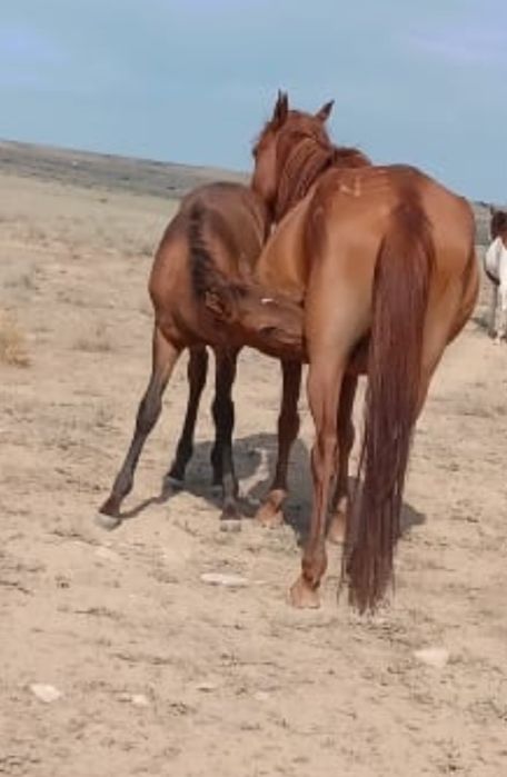 Екі Бие сатылады.