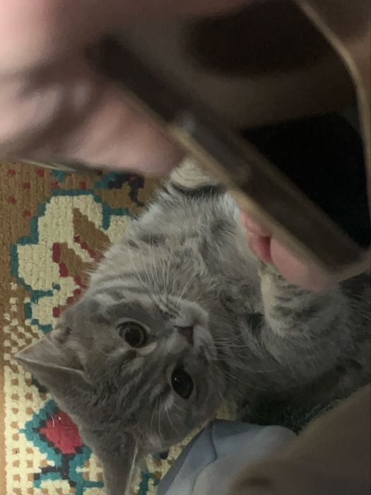 Вязка Британского кота