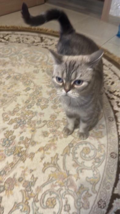 Отдам даром в хорошие руки