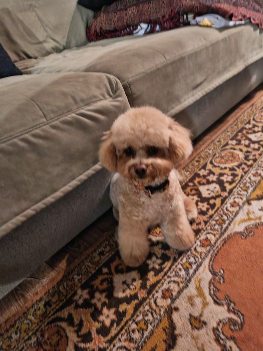 Продам собаку с документами