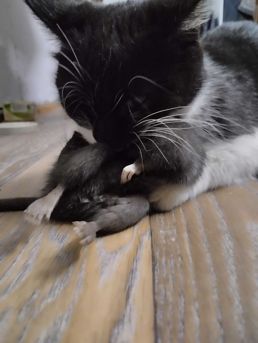 Котята от крысоловки