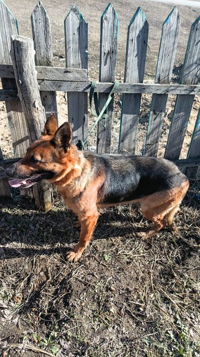 Продам немецкую овчарку