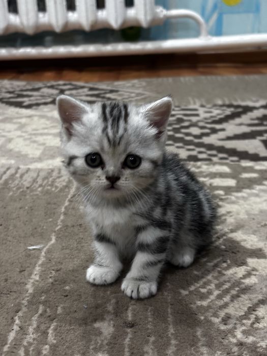 Продам котят, британцы