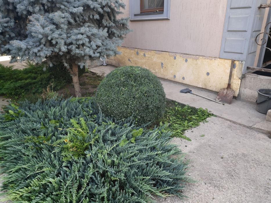 Продам Самшит местный
