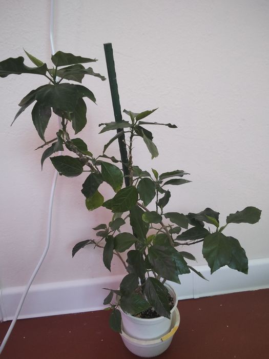 Гибискус сатылады