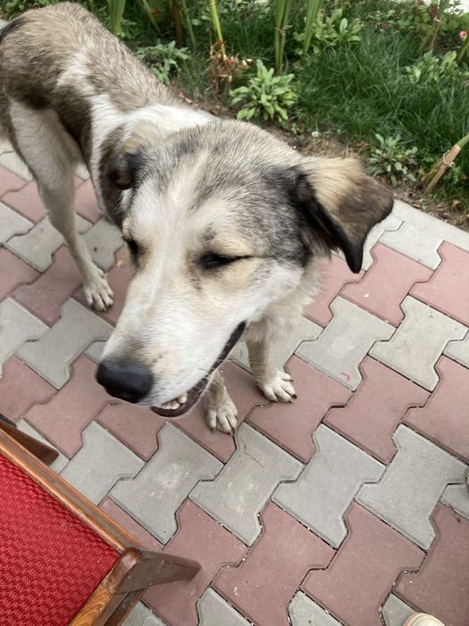 Donez catelusa sterilizata Neamt