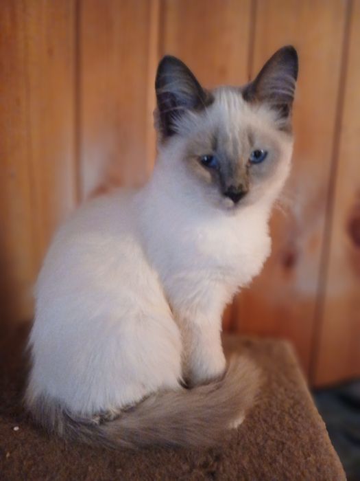 Котенок мальчик  3 месяца