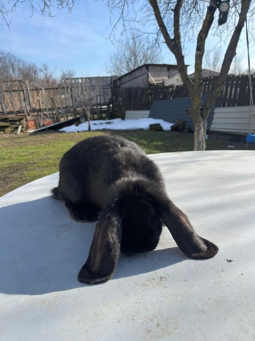 Vând iepuri  de rasa